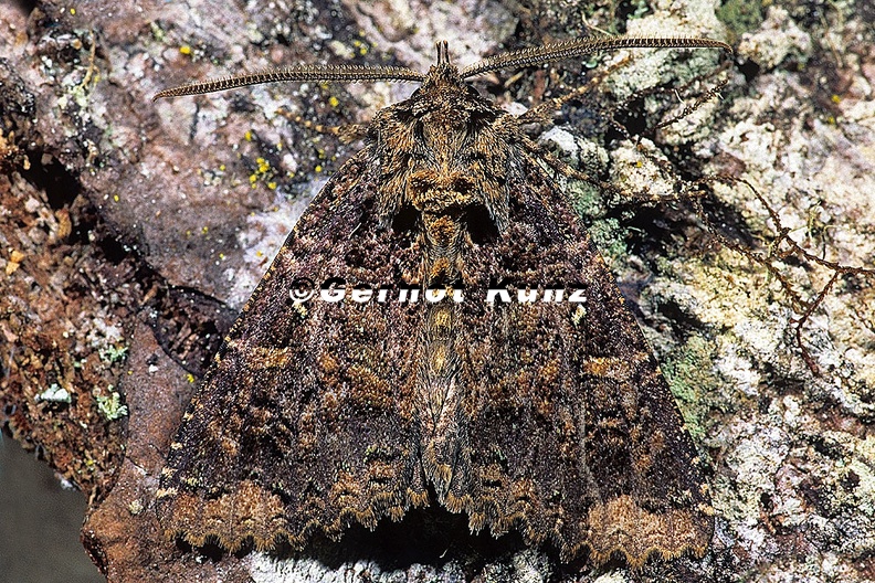 Amphipyrinae_indet__19_2.jpg