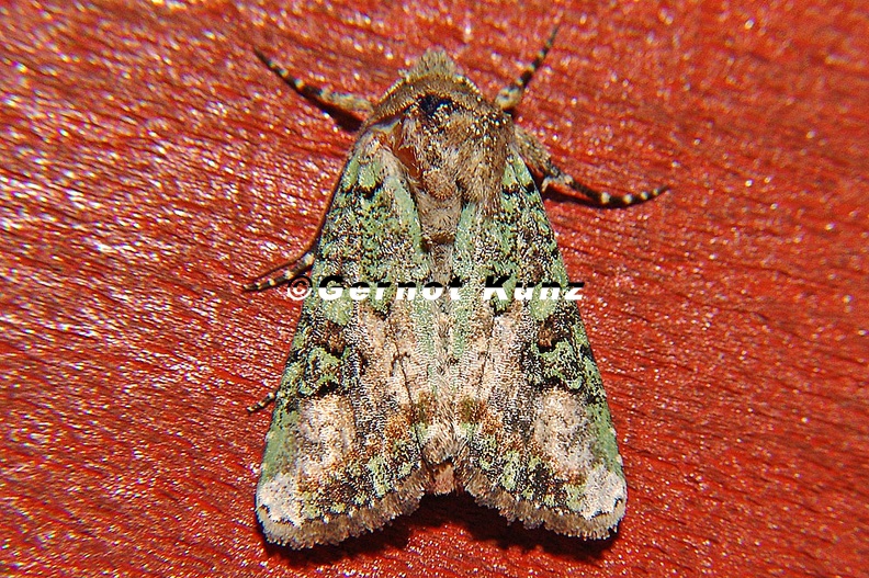 Amphipyrinae indet 1 2 - Amphipyrinae_indet__1_2.jpg Amphipyrinae_indet__1_2.jpg