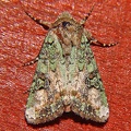Amphipyrinae indet  1 2