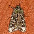 Amphipyrinae indet  2 2