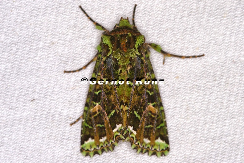 Amphipyrinae_indet__3_2.jpg