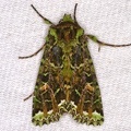 Amphipyrinae indet  3 2