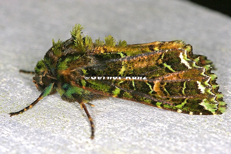 Amphipyrinae indet 4 2 - Amphipyrinae_indet__4_2.jpg Amphipyrinae_indet__4_2.jpg