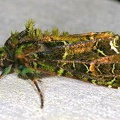 Amphipyrinae indet  4 2