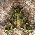 Amphipyrinae indet  5 2