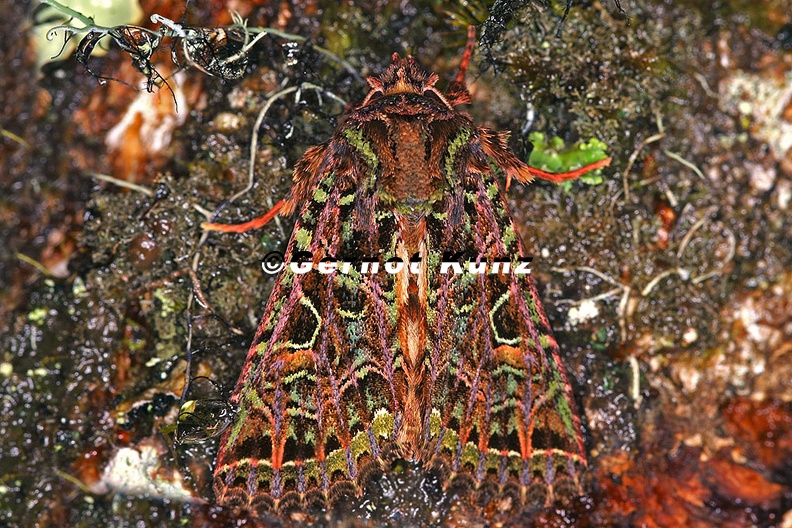 Heterochroma_berylloides_8_2.jpg