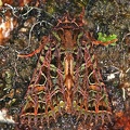 Heterochroma berylloides 8 2