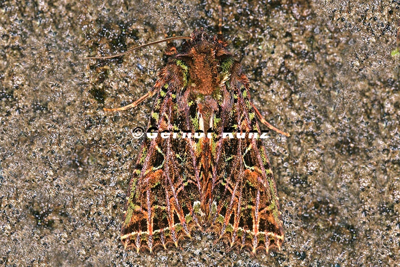 Heterochroma_berylloides_9_2.jpg
