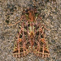 Heterochroma berylloides 9 2
