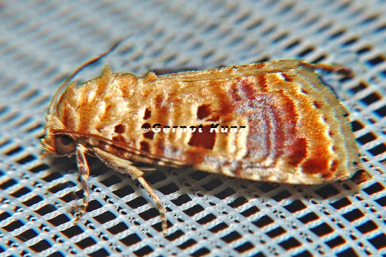 Diastema_tigris__1_2.jpg