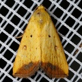 Marimatha sp  cf  1 2