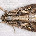 Spodoptera sp  3 2