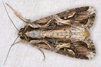 Spodoptera sp  3 2