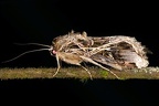 Spodoptera sp  5 2
