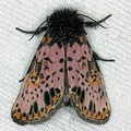 Xanthopastis timais 14 2