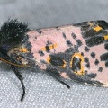 Xanthopastis timais 8 2