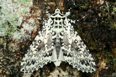 Lichnoptera sp  1 2