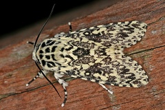 Lichnoptera sp  3 2
