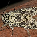 Lichnoptera sp  3 2