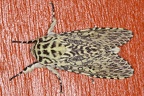 Lichnoptera sp  4 2