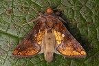 Argyrogramma verruca  Golden Looper Moth 5 2