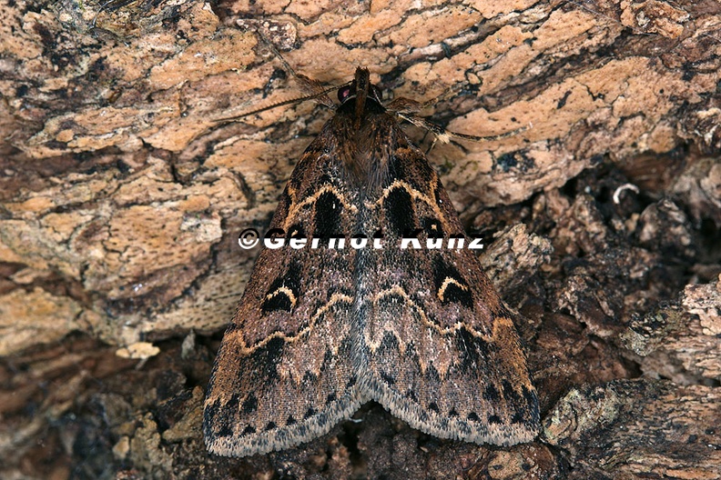 Noctuidae indet  16 2