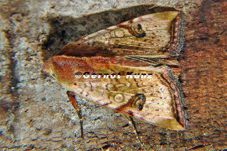 Noctuidae indet 18 2 - Noctuidae_indet__18_2.jpg Noctuidae_indet__18_2.jpg
