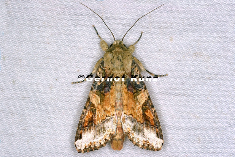 Noctuidae indet 28 2 - Noctuidae_indet__28_2.jpg Noctuidae_indet__28_2.jpg
