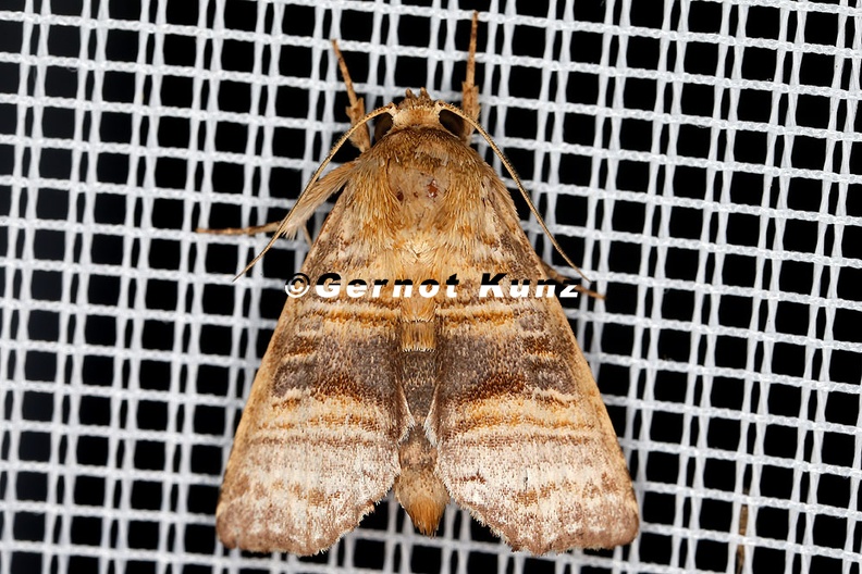 Noctuidae indet  2 2