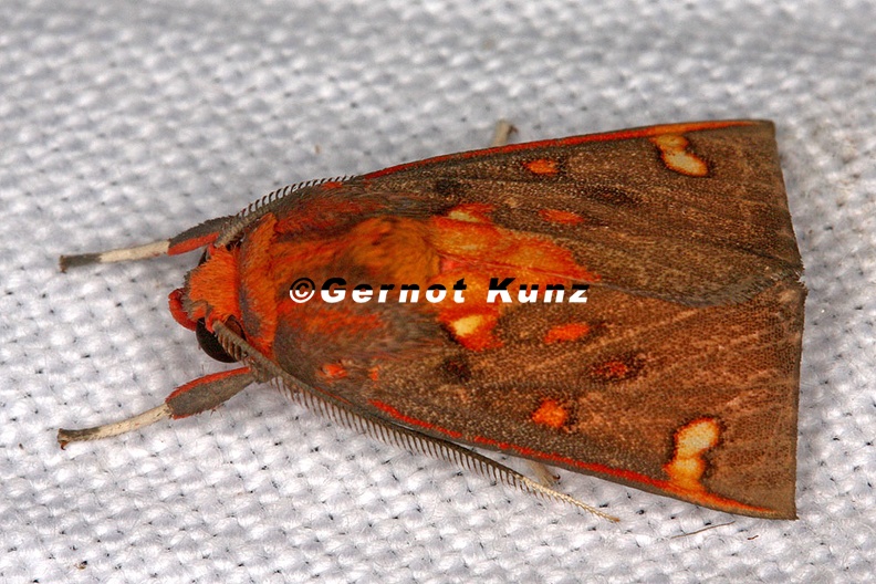 Noctuidae indet  cf  14 2