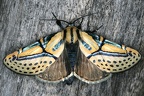 Diphthera festiva  Hieroglyphic Moth 1 2