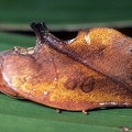 Apela sp  1 2