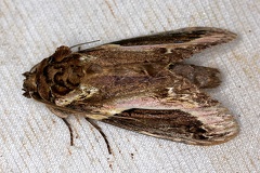 Rhuda focula  R  tuisa or R  difficilis 1 2 002
