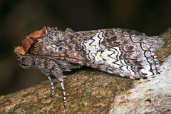 Sericochroa cf  luculenta 13 2