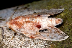 Trichomaplata cassiope 6 2