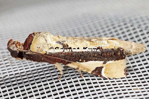 Calledema contingata 3 2 001
