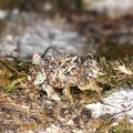 Psychidae indet  2 3