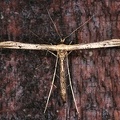 Pterophoridae indet  1 2