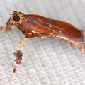 Galasa nigrinodis  Boxwood Leaftier Moth cf  71 2