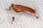 Galasa nigrinodis  Boxwood Leaftier Moth cf  71 2
