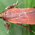 Galasa nigrinodis cf  1 2