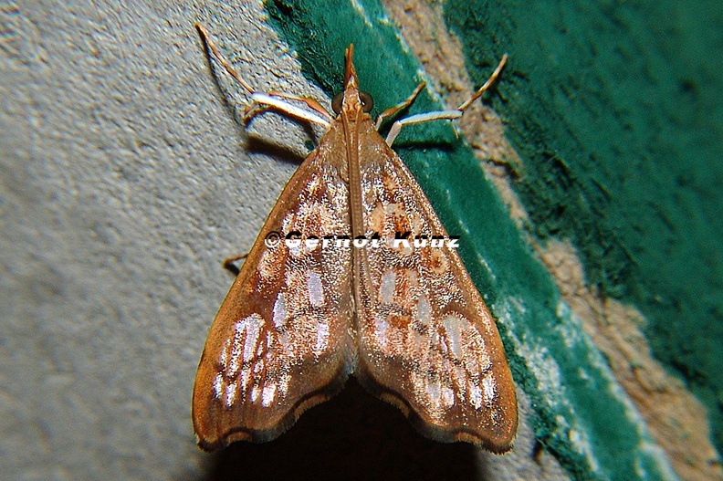 Pyralidae_indet__cf__10_2.jpg