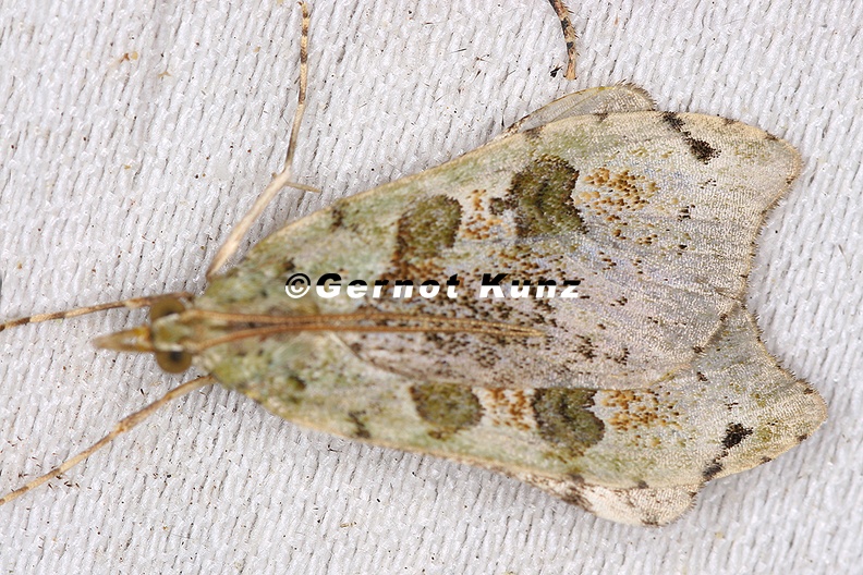 Pyralidae_indet__cf__15_2.jpg