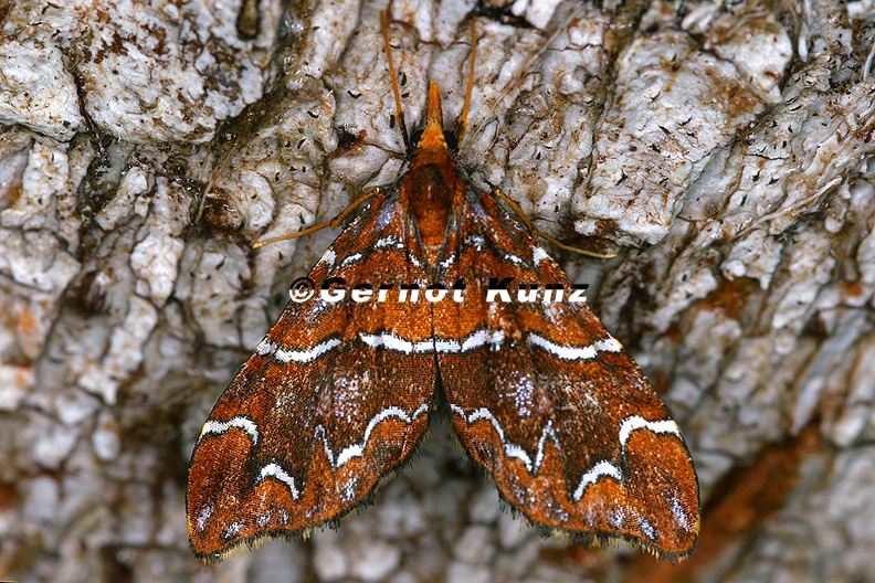Pyralidae_indet__cf__16_2.jpg