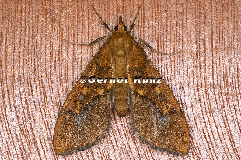 Pyralidae_indet__cf__20_2.jpg