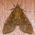 Pyralidae indet  cf  20 2