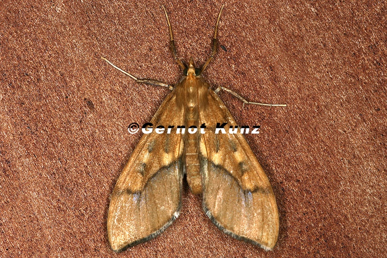 Pyralidae_indet__cf__21_2.jpg