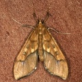 Pyralidae indet  cf  21 2