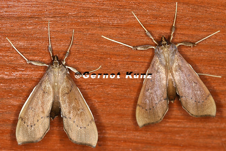 Pyralidae_indet__cf__22_2.jpg