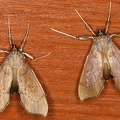 Pyralidae indet  cf  22 2